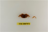 藏品(擬相手蟹)的圖片